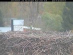 Archiv Foto Webcam Nationalpark Bayerischer Wald - Storchennest - Grafenau 07:00