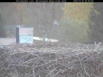 Archiv Foto Webcam Nationalpark Bayerischer Wald - Storchennest - Grafenau 05:00