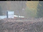 Archiv Foto Webcam Nationalpark Bayerischer Wald - Storchennest - Grafenau 06:00