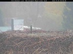 Archiv Foto Webcam Nationalpark Bayerischer Wald - Storchennest - Grafenau 07:00