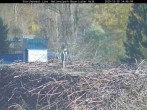 Archiv Foto Webcam Nationalpark Bayerischer Wald - Storchennest - Grafenau 13:00