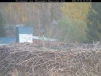 Archiv Foto Webcam Nationalpark Bayerischer Wald - Storchennest - Grafenau 15:00