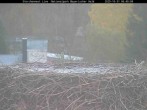 Archiv Foto Webcam Nationalpark Bayerischer Wald - Storchennest - Grafenau 05:00