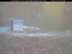 Archiv Foto Webcam Nationalpark Bayerischer Wald - Storchennest - Grafenau 06:00