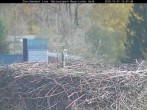 Archived image Webcam Bavarian Forest National Park - Stork Nest 11:00