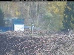 Archiv Foto Webcam Nationalpark Bayerischer Wald - Storchennest - Grafenau 13:00