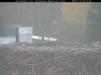 Archiv Foto Webcam Nationalpark Bayerischer Wald - Storchennest - Grafenau 05:00