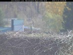 Archiv Foto Webcam Nationalpark Bayerischer Wald - Storchennest - Grafenau 09:00