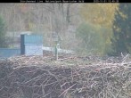 Archiv Foto Webcam Nationalpark Bayerischer Wald - Storchennest - Grafenau 11:00