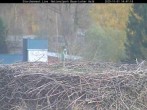Archiv Foto Webcam Nationalpark Bayerischer Wald - Storchennest - Grafenau 13:00