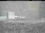 Archiv Foto Webcam Nationalpark Bayerischer Wald - Storchennest - Grafenau 05:00