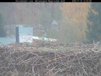 Archiv Foto Webcam Nationalpark Bayerischer Wald - Storchennest - Grafenau 12:00