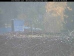 Archiv Foto Webcam Nationalpark Bayerischer Wald - Storchennest - Grafenau 07:00