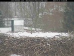 Archiv Foto Webcam Nationalpark Bayerischer Wald - Storchennest - Grafenau 14:00