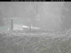 Archiv Foto Webcam Nationalpark Bayerischer Wald - Storchennest - Grafenau 06:00