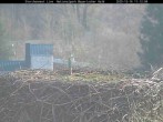 Archiv Foto Webcam Nationalpark Bayerischer Wald - Storchennest - Grafenau 10:00