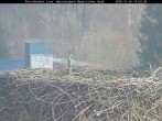 Archiv Foto Webcam Nationalpark Bayerischer Wald - Storchennest - Grafenau 12:00