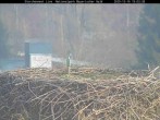 Archiv Foto Webcam Nationalpark Bayerischer Wald - Storchennest - Grafenau 14:00