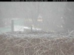 Archiv Foto Webcam Nationalpark Bayerischer Wald - Storchennest - Grafenau 06:00