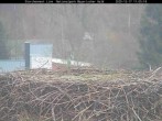 Archiv Foto Webcam Nationalpark Bayerischer Wald - Storchennest - Grafenau 10:00