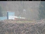 Archiv Foto Webcam Nationalpark Bayerischer Wald - Storchennest - Grafenau 12:00