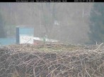 Archiv Foto Webcam Nationalpark Bayerischer Wald - Storchennest - Grafenau 13:00