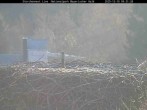 Archiv Foto Webcam Nationalpark Bayerischer Wald - Storchennest - Grafenau 08:00