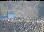 Archiv Foto Webcam Nationalpark Bayerischer Wald - Storchennest - Grafenau 11:00