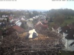 Archived image Webcam Stork&#39;s Nest Bad Waldsee 05:00