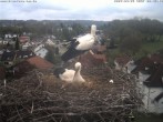 Archived image Webcam Stork&#39;s Nest Bad Waldsee 07:00