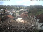 Archived image Webcam Stork&#39;s Nest Bad Waldsee 09:00