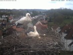 Archived image Webcam Stork&#39;s Nest Bad Waldsee 11:00