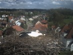 Archived image Webcam Stork&#39;s Nest Bad Waldsee 13:00