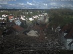 Archived image Webcam Stork&#39;s Nest Bad Waldsee 15:00
