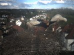 Archived image Webcam Stork&#39;s Nest Bad Waldsee 17:00