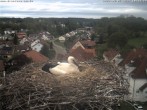 Archived image Webcam Stork&#39;s Nest Bad Waldsee 09:00
