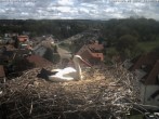 Archived image Webcam Stork&#39;s Nest Bad Waldsee 11:00