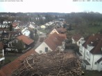 Archiv Foto Webcam Storchennest Bad Waldsee 11:00