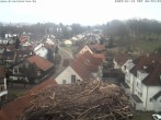 Archiv Foto Webcam Storchennest Bad Waldsee 07:00