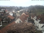 Archiv Foto Webcam Storchennest Bad Waldsee 11:00