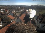 Archiv Foto Webcam Storchennest Bad Waldsee 11:00