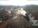 Archiv Foto Webcam Storchennest Bad Waldsee 09:00