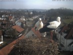 Archiv Foto Webcam Storchennest Bad Waldsee 11:00