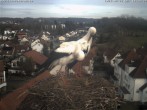 Archiv Foto Webcam Storchennest Bad Waldsee 15:00