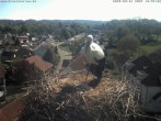 Archiv Foto Webcam Storchennest Bad Waldsee 09:00