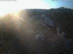 Archiv Foto Webcam Storchennest Bad Waldsee 05:00
