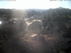 Archiv Foto Webcam Storchennest Bad Waldsee 07:00