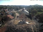 Archiv Foto Webcam Storchennest Bad Waldsee 09:00