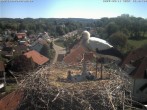 Archiv Foto Webcam Storchennest Bad Waldsee 11:00