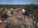 Archiv Foto Webcam Storchennest Bad Waldsee 13:00